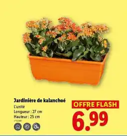 Lidl Jardinière de kalanchoe offre
