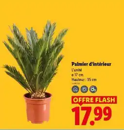 Lidl Palmier d'intérieur offre