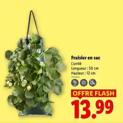Lidl Fraisier en sac offre