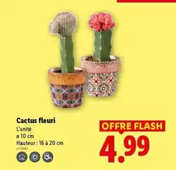 Lidl Cactus fleuri offre