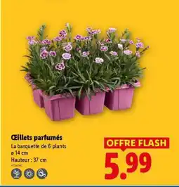 Lidl Oeillets parfumés offre