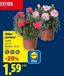 Lidl Œillet parfumé offre