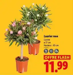 Lidl Laurier rose offre