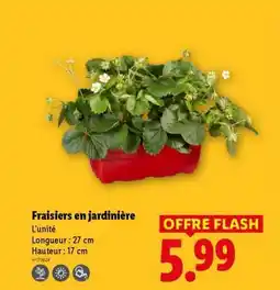 Lidl Fraisier en jardinière offre