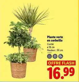 Lidl Plante verte en corbeille offre