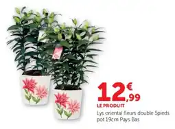 Super U Lys oriental fleurs double offre