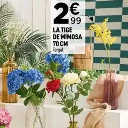 Centrakor La tige de mimosa offre