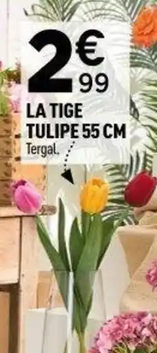 Centrakor La tige tulipe offre
