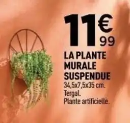 Centrakor La plante murale suspendue offre