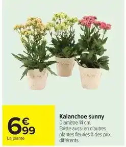Carrefour Sunny - kalanchoe offre