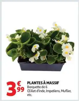Auchan Plantes à massif offre