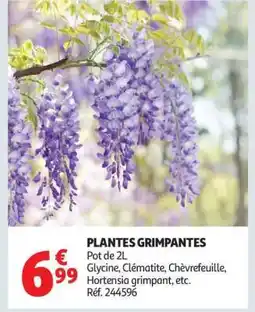 Auchan Plantes grimpantes offre