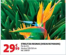 Auchan STRELITZIA REGINAE - OISEAU DE PARADIS offre
