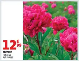 Auchan Pivoine offre