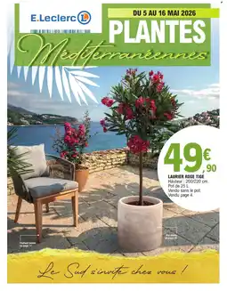 E.Leclerc Laurier rose tige offre