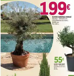 E.Leclerc Olivier europaea bonsaï offre