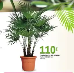 E.Leclerc Trachycarpus multi-troncs offre