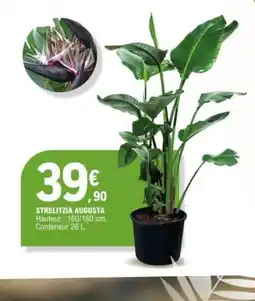 E.Leclerc Strelitzia augusta offre