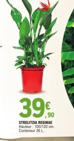 E.Leclerc Strelitzia reginae offre