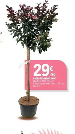 E.Leclerc Lagerstroemia tige offre