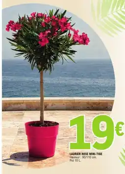 E.Leclerc Laurier rose mini-tige offre
