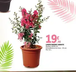 E.Leclerc Lagerstroemia arbuste offre