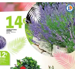 E.Leclerc Lavande officinale parfumée offre