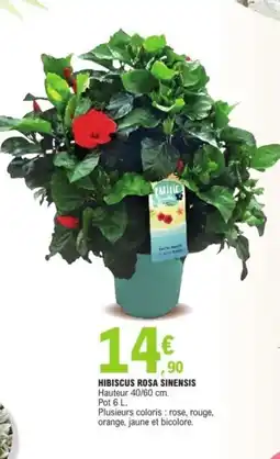 E.Leclerc Hibiscus rosa sinensis offre