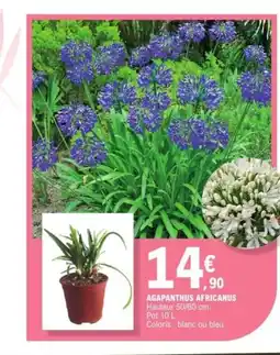 E.Leclerc Agapanthus africanus offre