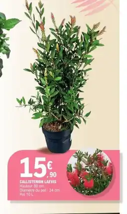 E.Leclerc Callistemon laevis offre