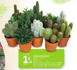 E.Leclerc Cactus ou succulente offre