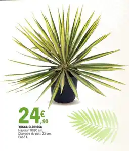 E.Leclerc Yucca gloriosa offre