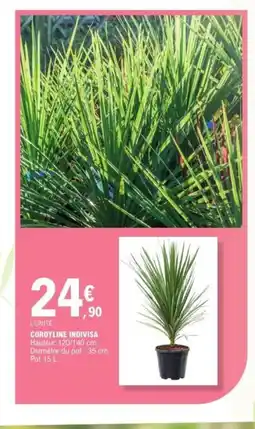 E.Leclerc Cordyline indivisa offre