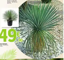 E.Leclerc Yucca rostrata offre