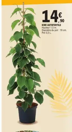 E.Leclerc Kiwi autofertile offre