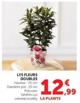 U Express Lys fleurs doubles offre