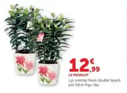 U Express Lys oriental fleurs double offre