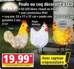 Norma Poule ou coq décoratif à led offre