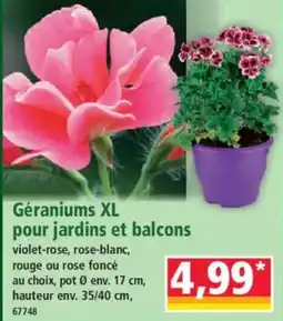 Norma Géraniums XL pour jardins et balcons offre
