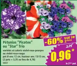 Norma Pétunias Picotee ou Star Trio offre