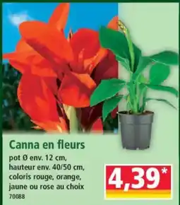 Norma Canna en fleurs offre