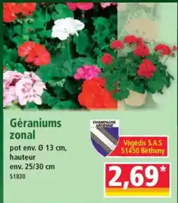 Norma Géraniums zonal offre