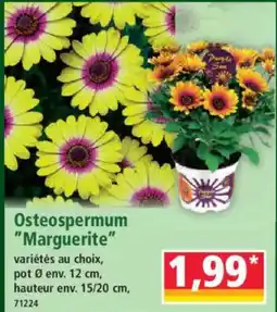 Norma Osteospermum Marguerite offre