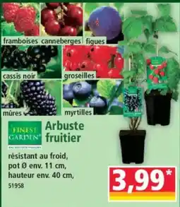 Norma Finest Garden Arbuste fruitier offre