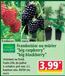 Norma Finest Garden Framboisier ou mûrier big raspberry big blackberry offre