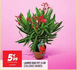 Netto Laurier rose pot offre