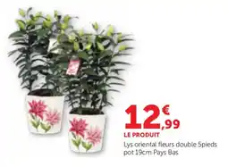 Bi1 Lys oriental fleurs double offre