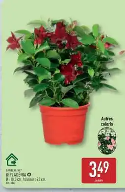 ALDI Dipladenia offre