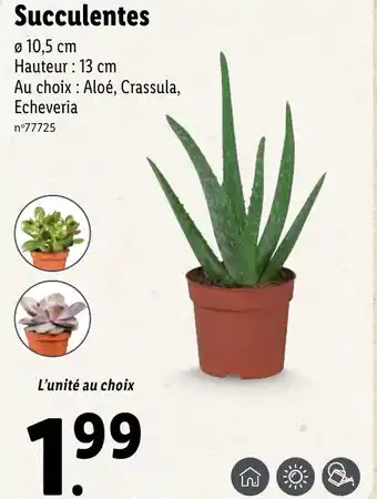 Lidl Succulentes offre