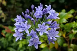 Auchan Perle de nature agapanthe offre